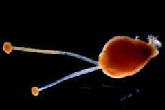 gynoecium