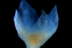 calyx, 3D