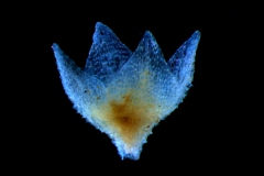 calyx, 3D
