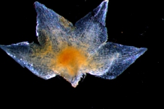 calyx, dissected