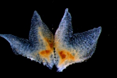 calyx, dissected