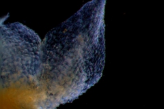 calyx lobe detail