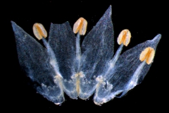corolla, dissected