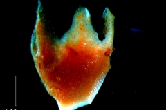 calyx, 3D