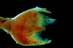 calyx, 3D