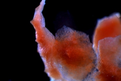 calyx lobe, detail