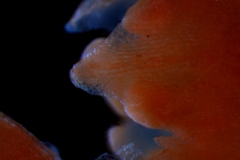 corolla lobe, detail