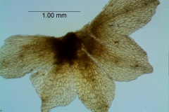 calyx, dissected