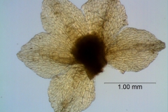 calyx, dissected