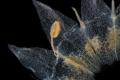 corolla, dissected