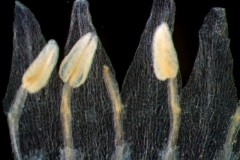corolla lobes & stamens