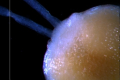 ovary top detail