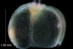 capsule