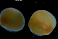 seeds