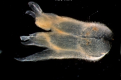 corolla 3,D [removed gynoecium]