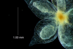 calyx, dissected, dorsal (detail)