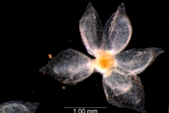 calyx, dissected, ventral