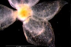 calyx, dissected, ventral (detail)
