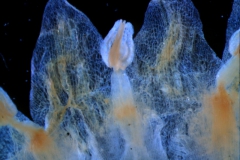 corolla lobes & stamens detail