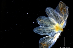 calyx, dissected