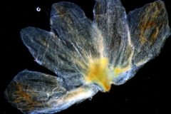 calyx, dissected