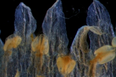 corolla lobes and anthers