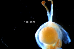 capsule