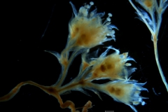 Cuscuta legitima; inflorescence fragment