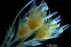 Cuscuta legitima; inflorescence fragment