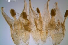 Cuscuta legitima; corolla, dissected