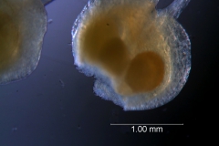 Cuscuta legitima; ovary showing early dehiscence