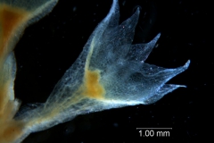 Cuscuta legitima; calyx 3D