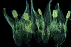 Cuscuta legitima; corolla, dissected