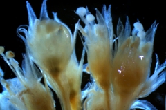 Cuscuta legitima; inflorescence fragment