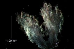 Cuscuta legitima; infrastaminal scales