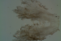 Cuscuta legitima; infrastaminal scales