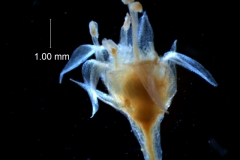 Cuscuta legitima; flower