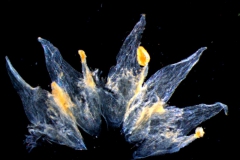 corolla, dissected