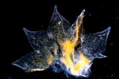 calyx, dissected