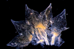 calyx, dissected