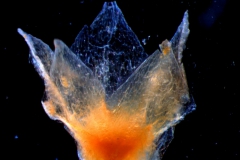 calyx, 3D