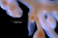 inflorescence axes; bract