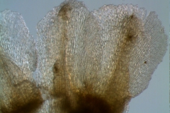 calyx, dissected - lobes detail