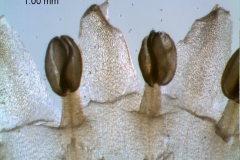 corolla lobes - detail