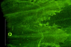 infrastaminal scales - detail