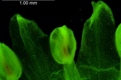 corolla lobes - detail