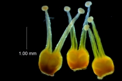 gynoecium variation