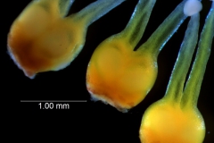 gynoecium variation