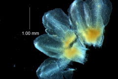 calyx, dissected