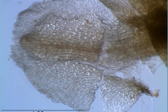 calyx, dissected - lobes detail